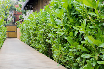 wooden walkway and  plant background
