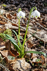 Märzenbecher im Naturschutzgebiet im Wald