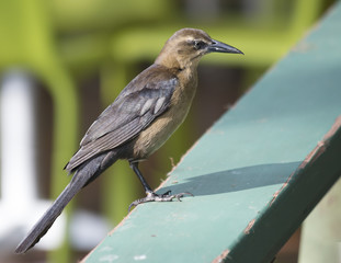 Птицы Колумбии