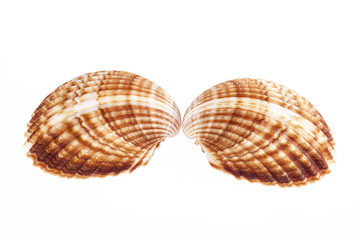 two sea shells isolated on white background
