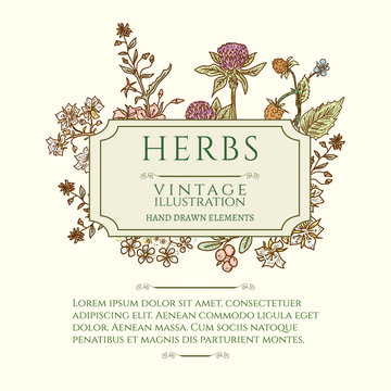 Vintage frame flowers and medicinal herbs