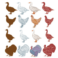 Farm birds collection chicken duck goose turkey set