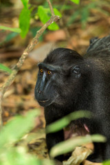 portrait of Celebes crested macaque