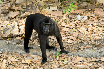Fototapeta premium Celebes crested macaque, Sulawesi, Indonesia