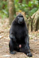 Celebes crested macaque, Sulawesi, Indonesia