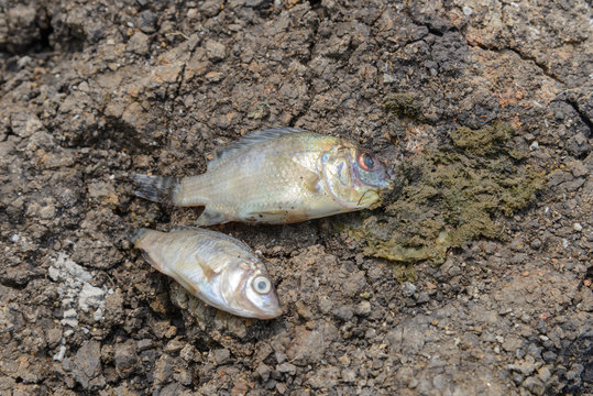 fish died on cracked earth, concept for drought, global warming
