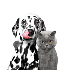 close friendship between a cat and a dog - obrazy, fototapety, plakaty