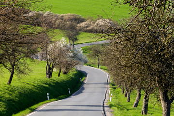 road with alley of trees