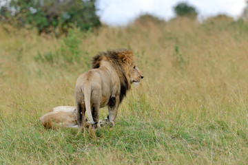 Obraz na płótnie Canvas Close lion in National park of Kenya