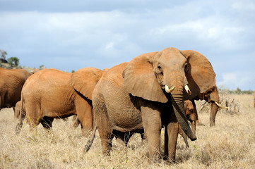 Elephant in National park of Kenya