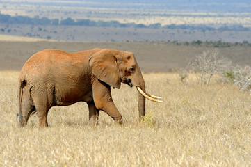 Fototapety  Słoń w Parku Narodowym Kenii