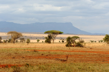 Fototapeta na wymiar Savannah landscape in the National park of Kenya