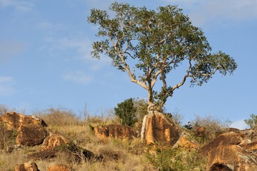 Landscape with tree in Africa