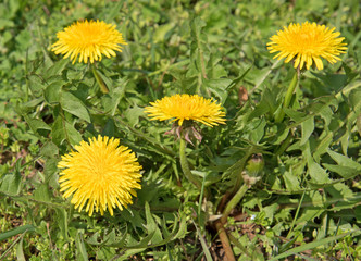 Löwenzahn, Taraxacum, Blüten