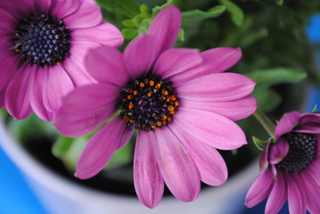 Obraz premium Margariten-Blumengrüße