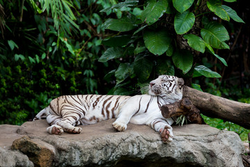 Sleeping white tiger