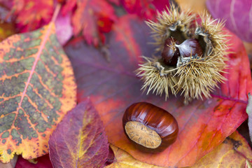 Background of autumn leaves. Autumn background.