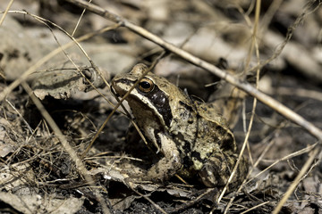  frog sits among the grass