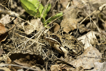 ordinary frog sits