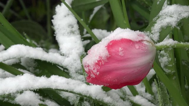 snowflakes falling on red tulips 
