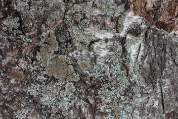 texture of the old Russian birch. The bark of old trees