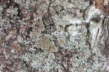 texture of the old Russian birch. The bark of old trees