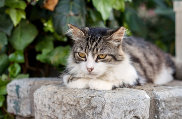Cat resting on a rock