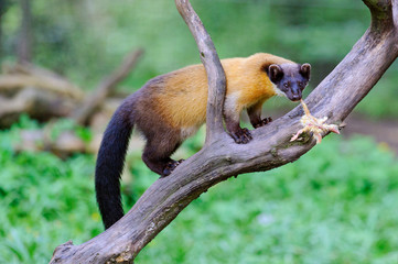 Marder Baummarder  pine marten 2