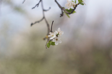 spring foliage
