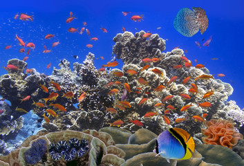 Fototapeta na wymiar School Of Coral Goldfishes