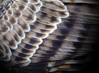 bird feather background