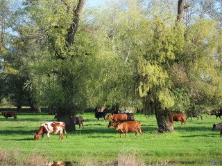 Herd of cows grazing in a pasture flooded high spring waters on the Danube river
