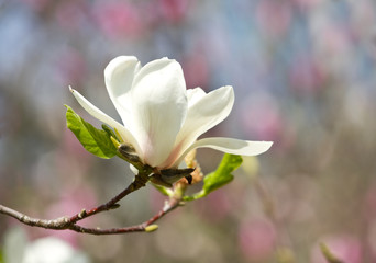 Fototapeta na wymiar Magnolia flowers blossom