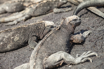 marine iguana