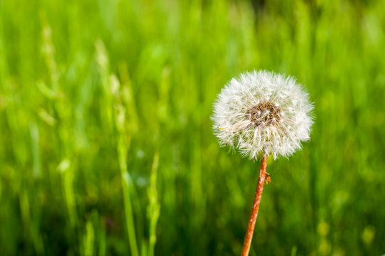 Dandelion with blurred green natural background. Space on left side