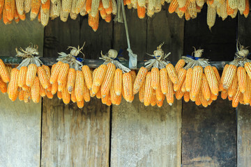 Ripe dried corn cobs hanging,corn seeds make it dry.