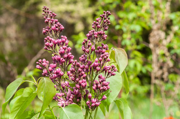 Obraz premium lilac flower bud