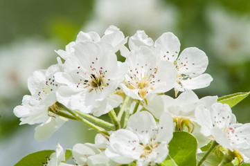 flower pear tree