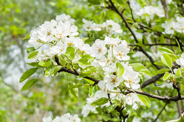 flower pear tree