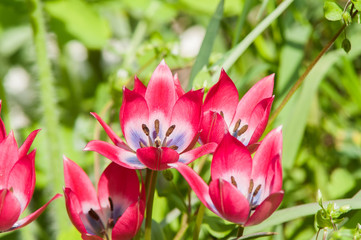 Naklejka premium red flower spring