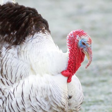 Puter in der Balz / Turkey in the mating season
