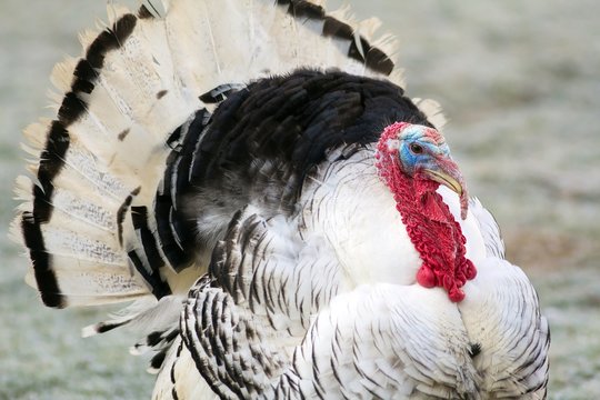 Puter in der Balz / Turkey in the mating season