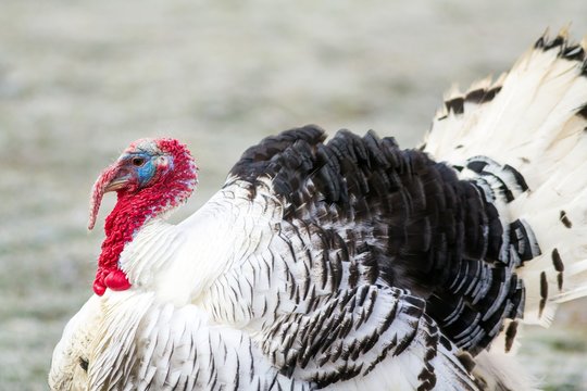 Puter in der Balz / Turkey in the mating season