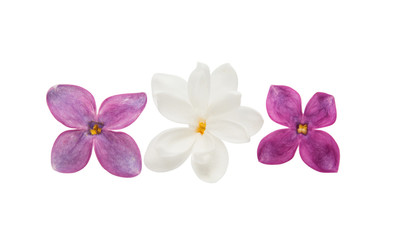 Obraz premium lilac flower isolated