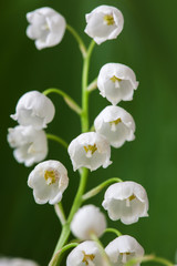 Fototapeta na wymiar Blooming Lily of the valley in spring garden with shallow focus