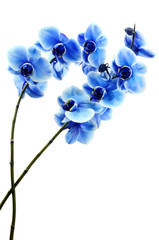 Orchid blue flower