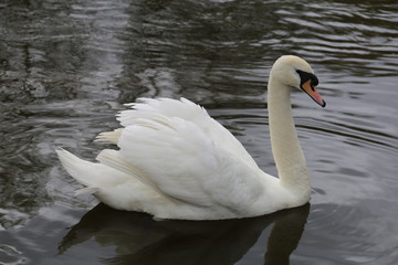 Naklejka premium Swan in defensive postition on lake