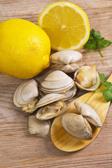 clams on wooden background