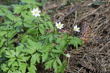 Anemone (lat. Anemone nemorosa)- white spring flowers