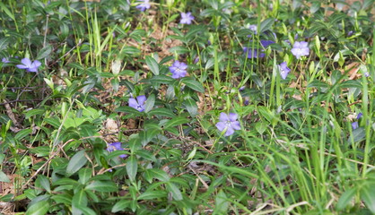 Periwinkle (lat. Vinca minor) - purple blue spring flowers